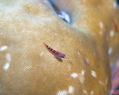 Helcogramma maldivensis