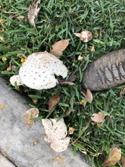 Chlorophyllum molybdites