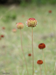 Gaillardia suavis