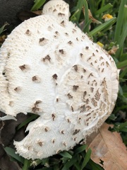 Chlorophyllum molybdites