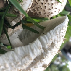 Chlorophyllum molybdites