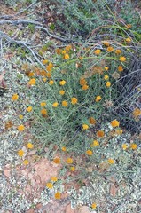 Helichrysum rutilans