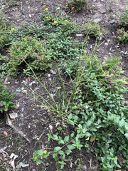 Asclepias curassavica