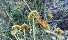 Helichrysum rutilans