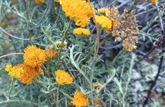 Helichrysum rutilans