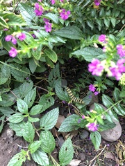 Asclepias curassavica