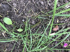 Asclepias curassavica