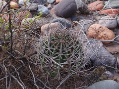 Echinopsis leucantha
