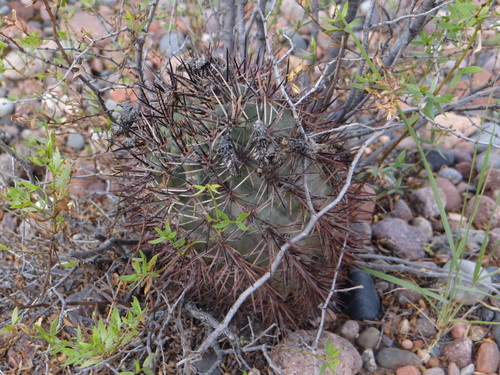 Eriosyce strausiana