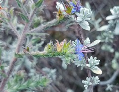Lobostemon echioides