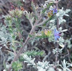 Lobostemon echioides