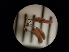 Stemonitopsis hyperopta