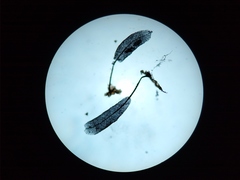 Stemonitopsis hyperopta