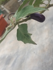 Solanum melongena