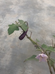 Solanum melongena