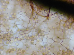 Stemonitopsis hyperopta