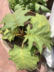 Solanum stramoniifolium