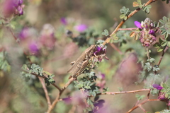 Melanoplus yarrowii