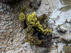 Psilophycus alveatus