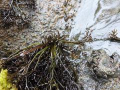 Psilophycus alveatus