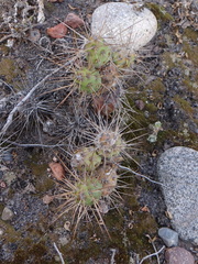 Maihueniopsis