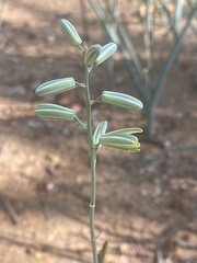 Albuca glauca