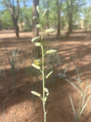 Albuca glauca