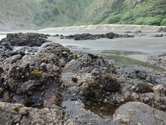 Psilophycus alveatus