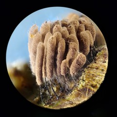 Stemonitopsis hyperopta