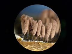 Stemonitopsis hyperopta