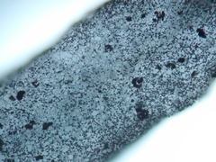 Stemonitopsis hyperopta