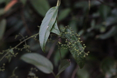 Hedyotis effusa