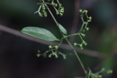 Hedyotis effusa