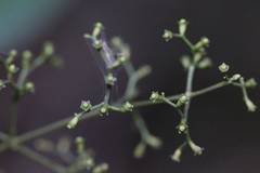 Hedyotis effusa