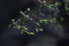 Hedyotis effusa