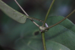 Hedyotis effusa