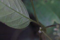 Hedyotis effusa