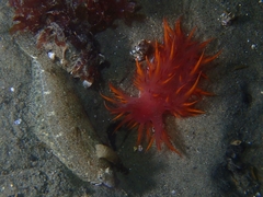 Paralichthys californicus