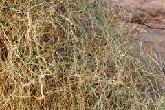 Funastrum hirtellum