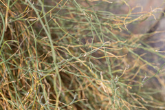 Funastrum hirtellum