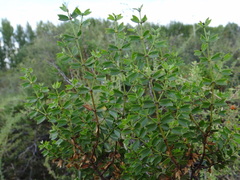 Larrea cuneifolia