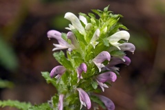 Pedicularis dudleyi