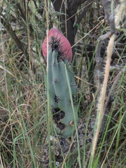 Cereus aethiops