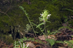 Pedicularis dudleyi