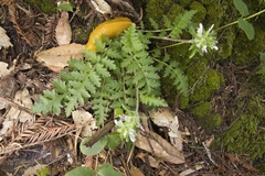 Pedicularis dudleyi