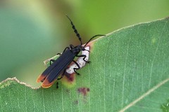 Pseudolycus haemorrhoidalis