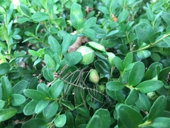 Eurytetranychus buxi