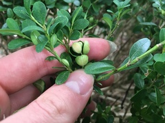 Eurytetranychus buxi