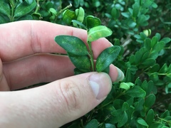 Eurytetranychus buxi