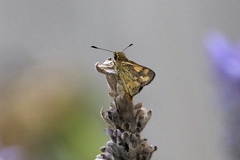 Ocybadistes walkeri